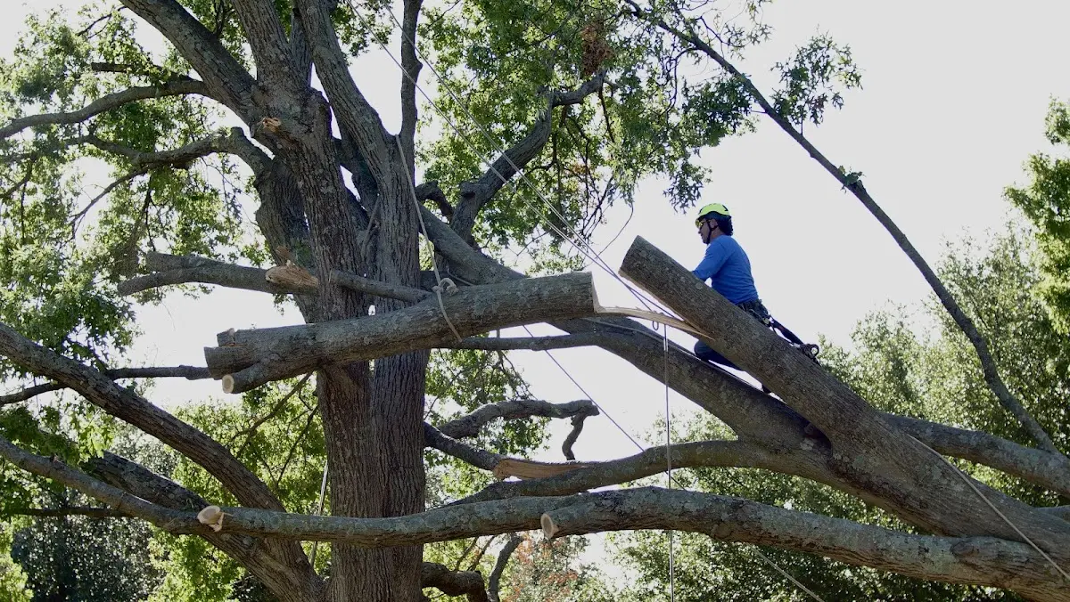 Professional Hazardous Tree Removal performed by certified arborists in Bluffton